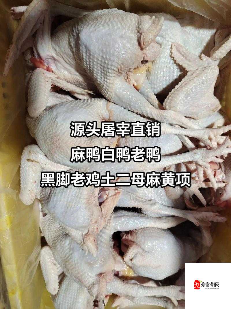 鹅鸭杀游戏中公房与私房差异解析，资源管理策略大比拼