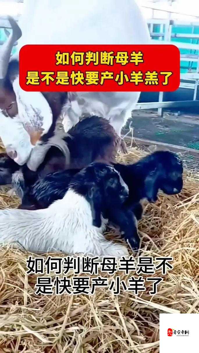 人能进入羊的水门吗？探索神秘入口背后的真相与传说