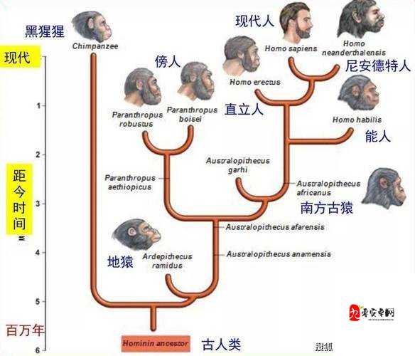 黑人与其他人种DNA差异揭秘：科学解析遗传多样性与人类进化之谜