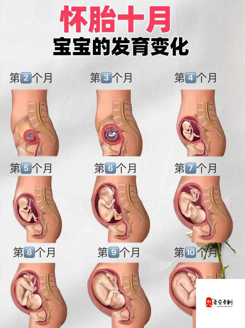 小女孩发育31张图，全面解读小女孩发育过程的珍贵图集，你想了解吗？