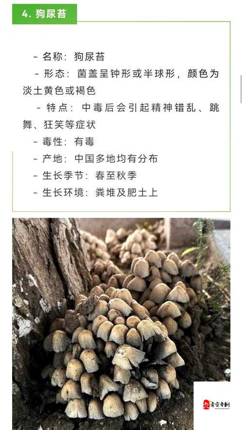 如何免费观看蘑菇大全？这里有你想要的答案